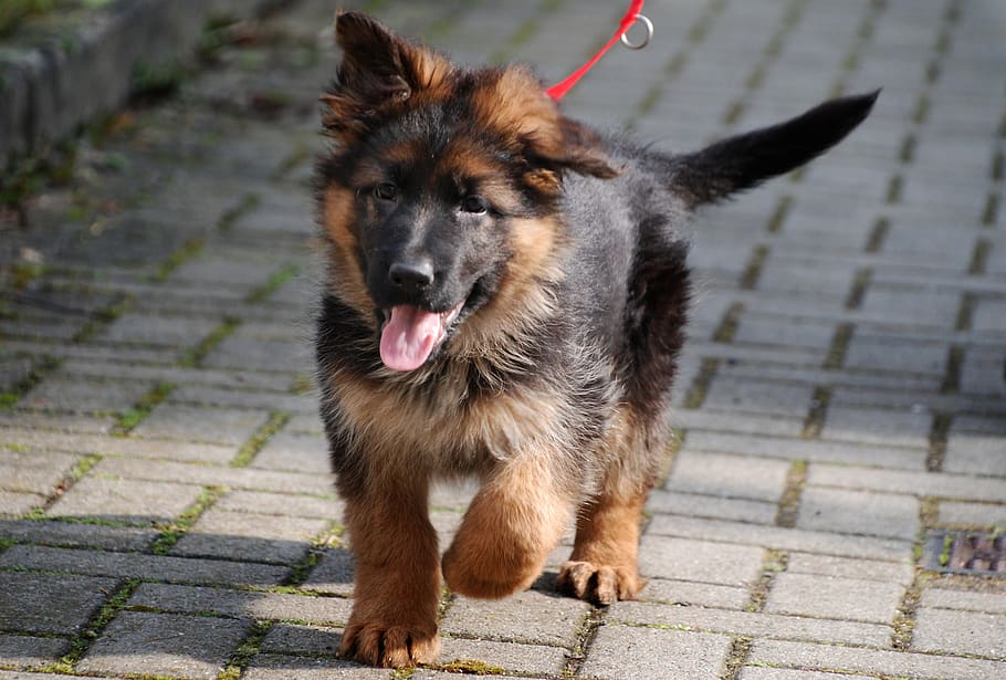 schäfer dog, puppy, dog, pet, dog puppy, cute, doggy style, sweet, one animal, mammal