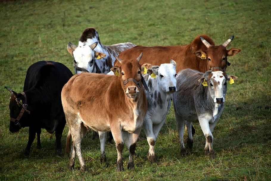Zebu, Cattle, Herd, zebuherde, herd of cattle, cops, young bulls, animal, livestock, ruminant