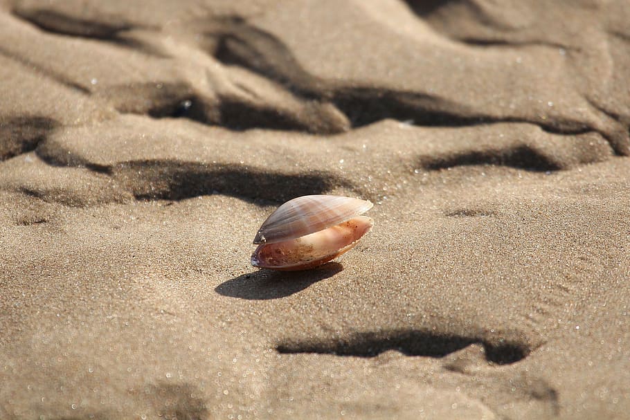 brown, sea shell, sand, abandoned shells, low tide, ocean, the sea bottom, beach, land, animal wildlife
