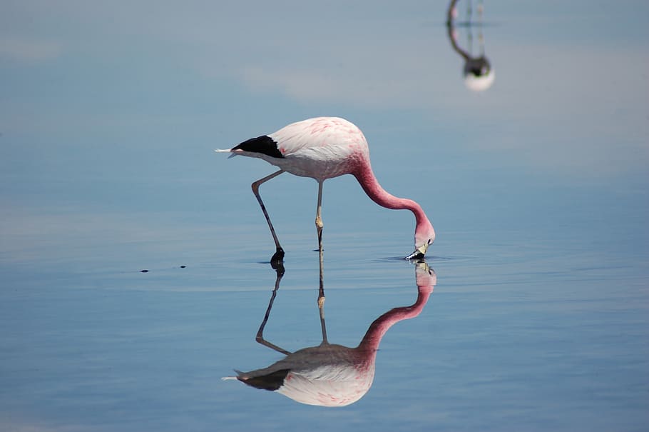 flamingo, pássaro, Chile, animal, animais selvagens, natureza, rosa, lago de sal, temas animais, vertebrado