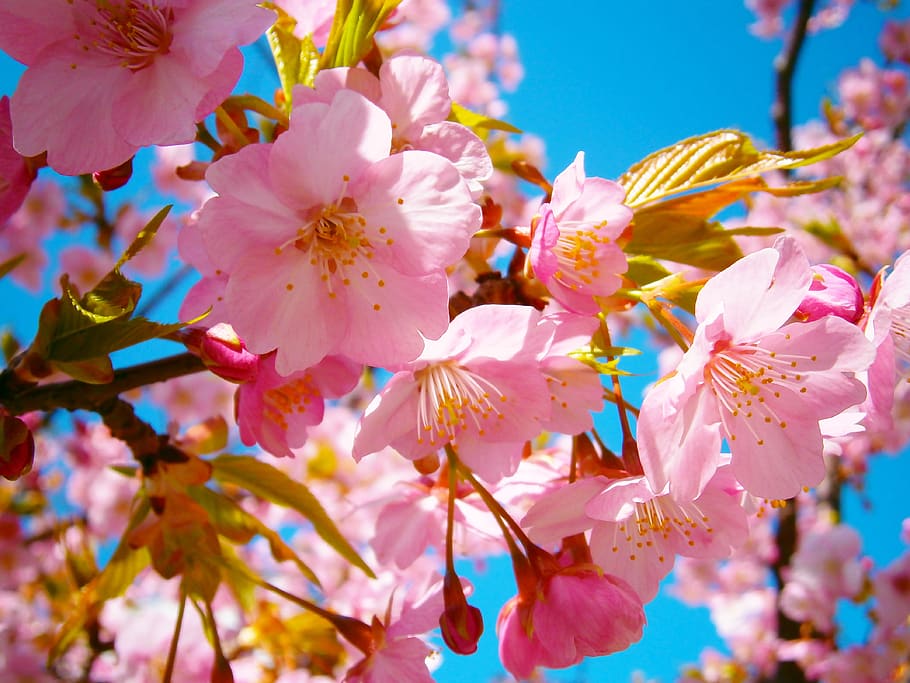 Sakura, flor de cerejeira, japão, rosa, flor, estação, primavera, pétala, planta de florescência, planta