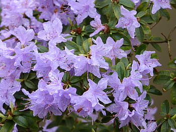 Fotos azalea azul libres de regalías | Pxfuel