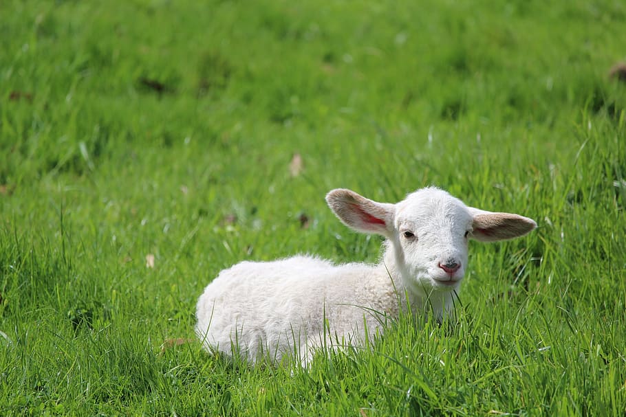 白, 羊, 座って, 緑, 草, 子羊, 赤ちゃん, 動物, 哺乳類, 家畜
