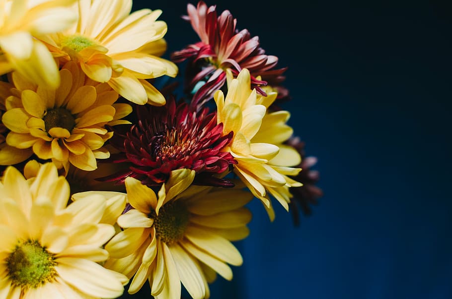 close, flowers, bloom, yellow, red, petals, nature, flower, plant, petal