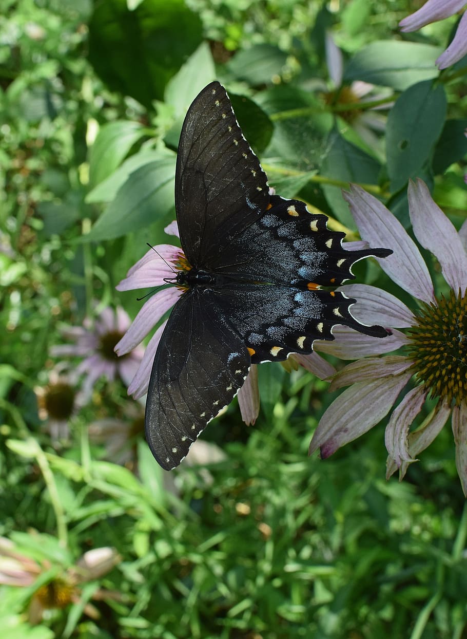 close-up photo, spicebush butterfly, hybrid black swallowtail butterfly, hybrid, butterfly, insect, pollinator, animal, echinacea flower, cone flower
