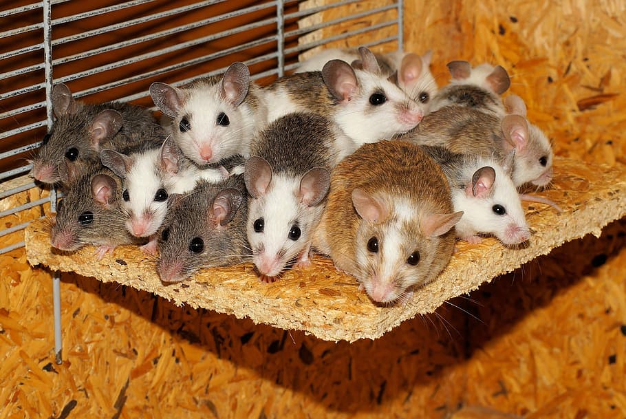 ceja, negro, blanco, ratones, mastomys, familia, juntos, seguridad, comunidad, grupo de ratones