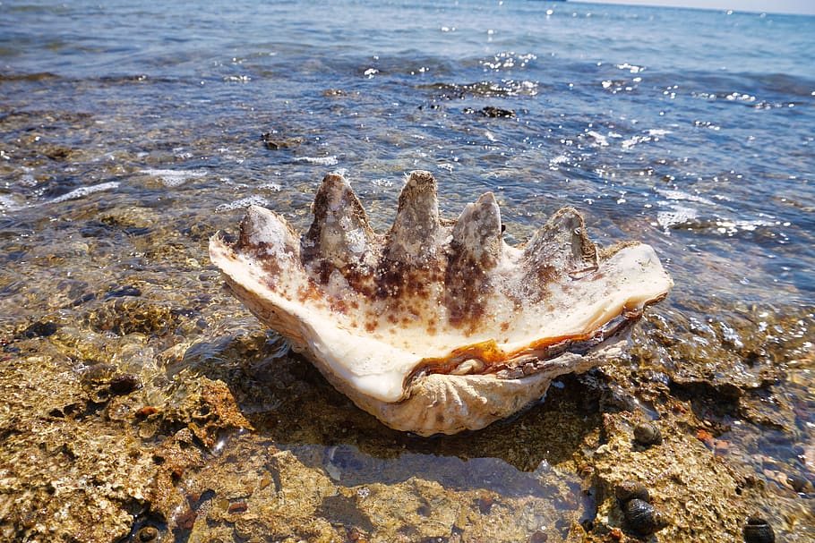 shell, beach, sea, mussels, vacations, ocean, sand, nature, summer, coast