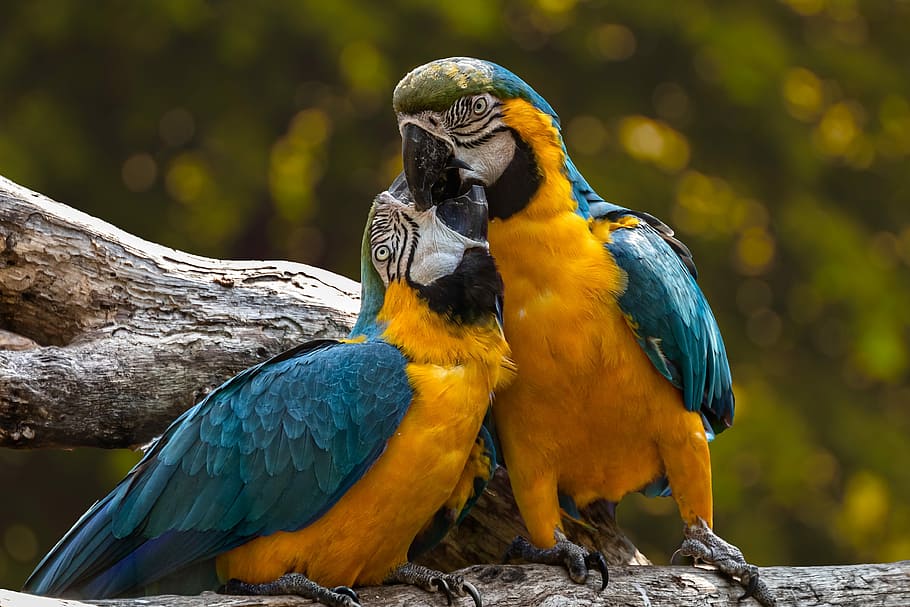 two, blue-and-yellow macaws perching, branch, zoo, parrots, exotic, colorful, ara, color, animal themes