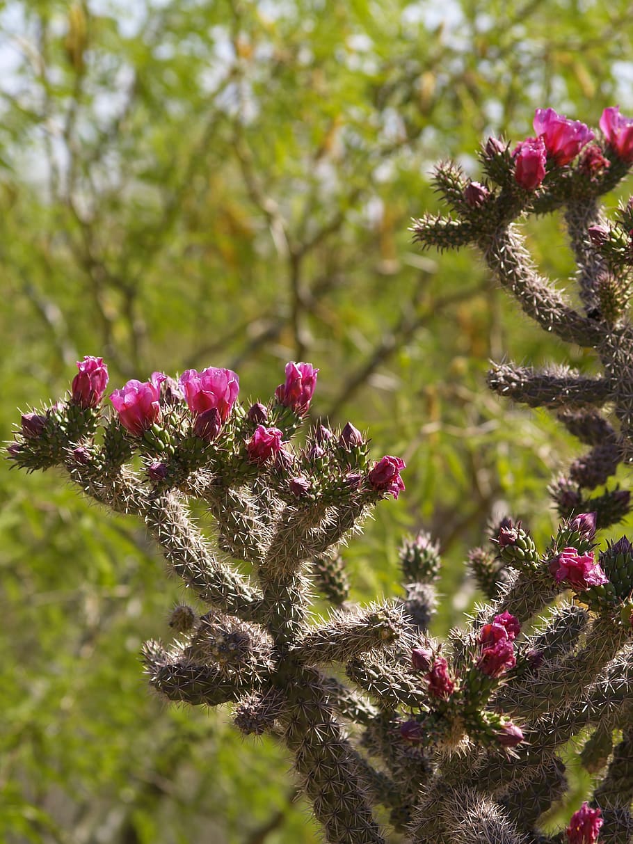 cholla cactus, sonoran desert, cactus, desert, cholla, tucson, arizona, nature, vegetation, plant