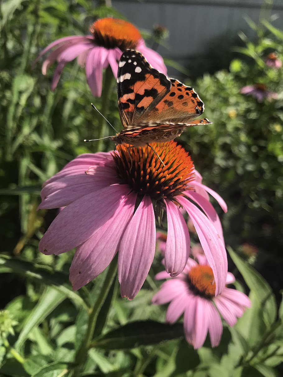 pink, echinacea, flower, butterfly, bloom, summer, nature, bug, insect, plant