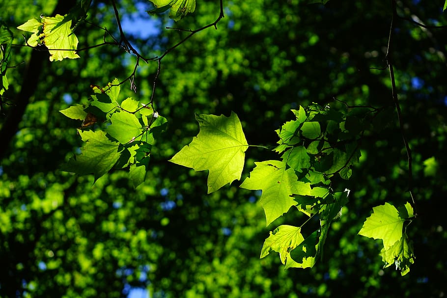 緑のカエデの葉, 飛行機, 葉, 木, 緑, 明るい, プラタネンの葉, 植物の部分, 植物, 成長
