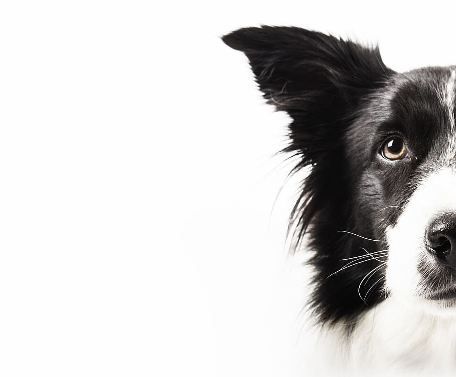 macro photography, long-coated, white, black, dog, collie, black and white dog, sheep dog, animals, one animal
