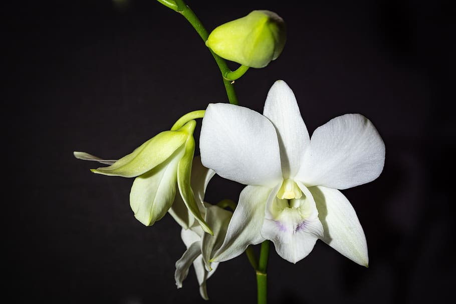 dendrobium, orchid, white, flower, spring, flowering plant, vulnerability, petal, fragility, beauty in nature