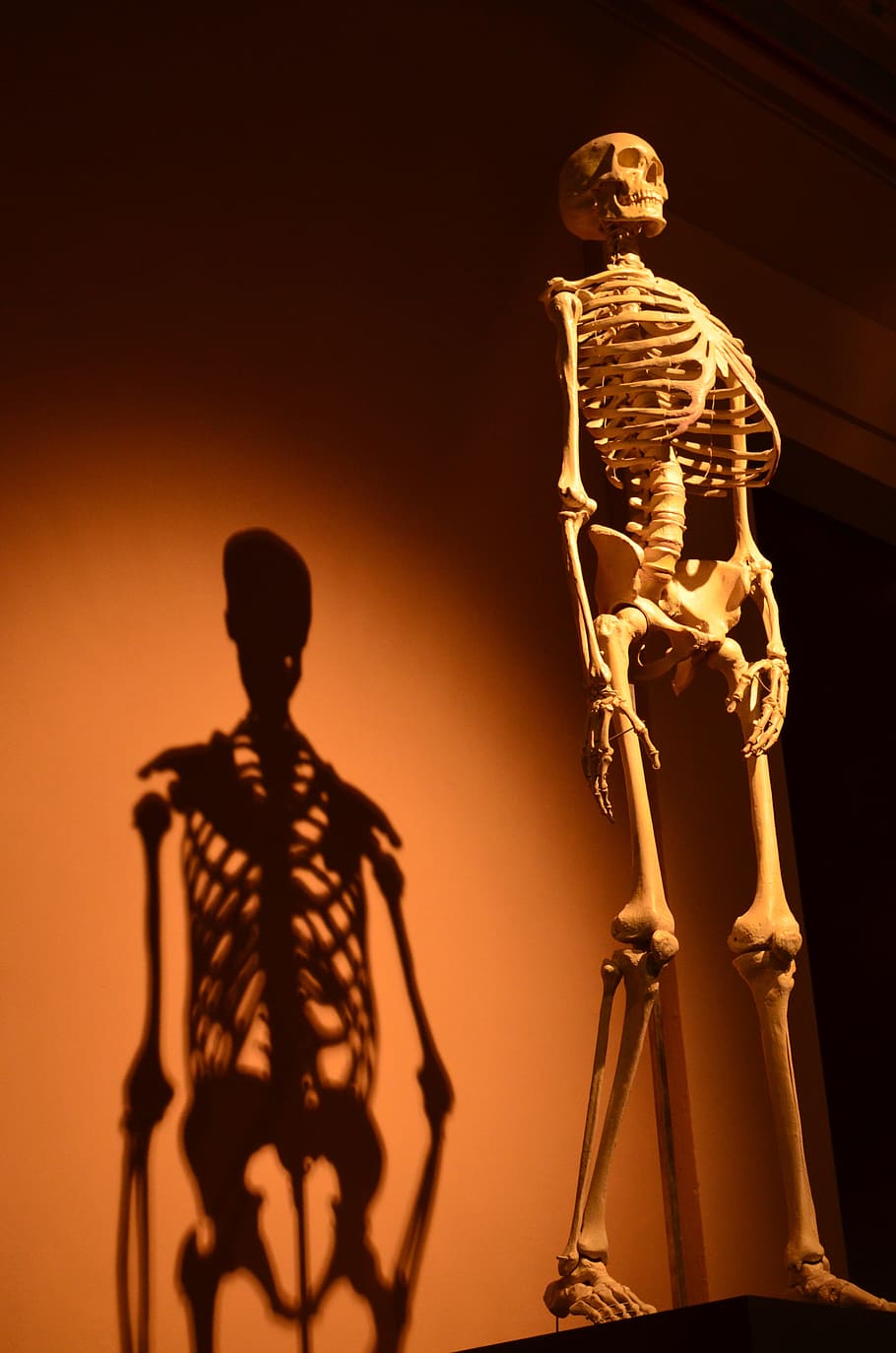 skull statue, black, stand, skeleton, shadow, human, anatomy, bone, shadow play, hispanic