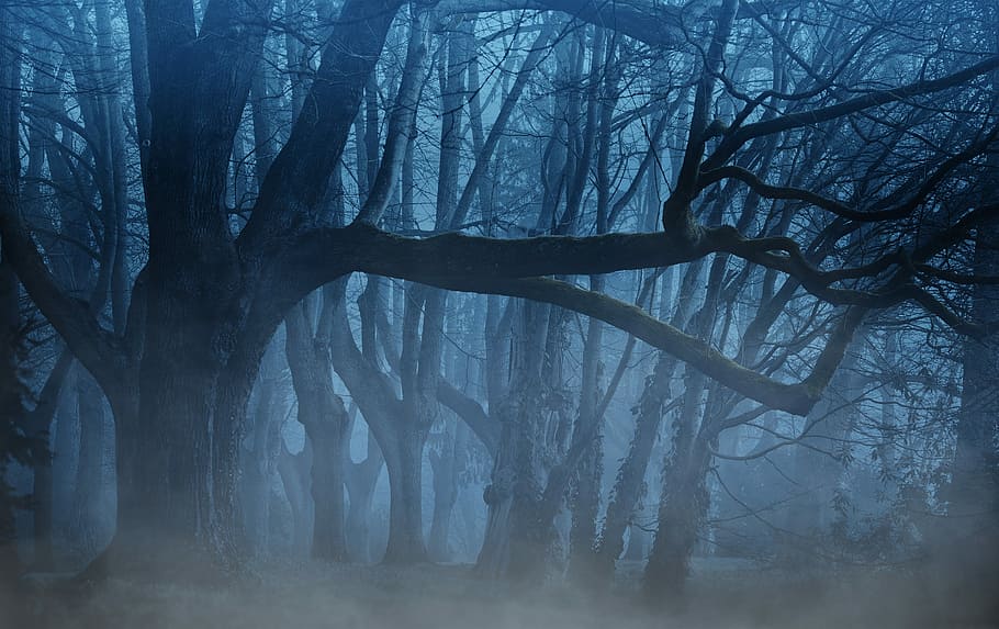 black leafless trees, background, forest, fog, trees, aesthetic, light, weird, mystical, fairytale
