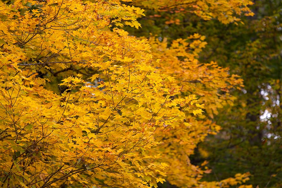 musim gugur, pohon, Latar Belakang, jatuh, Daun-daun, dedaunan, warna-warni, ranting, hutan, alam