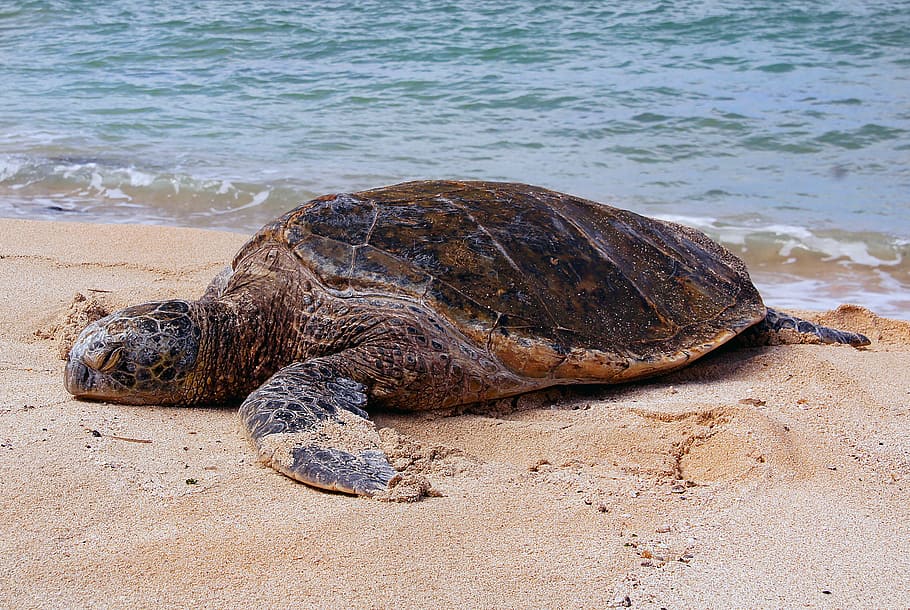 Sea Turtle, turtle, shore, reptile, animal wildlife, animal themes, animal, animals in the wild, beach, one animal