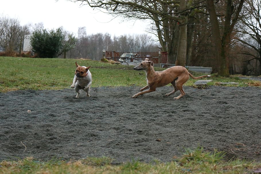 perros, jugar, intimidar, galgo, mamífero, mascotas, nacional, temas de animales, animal, animales domésticos