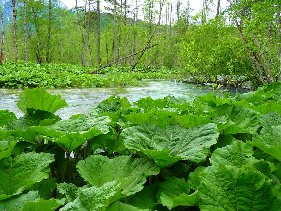 butterbur, leaves, large, nature, water, plant, green color, growth, tree, land