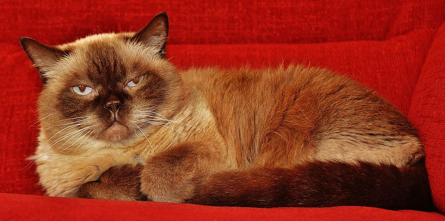 beige, brown, himalayan cat, red, sofa, cat, british shorthair, mieze, blue eye, thoroughbred