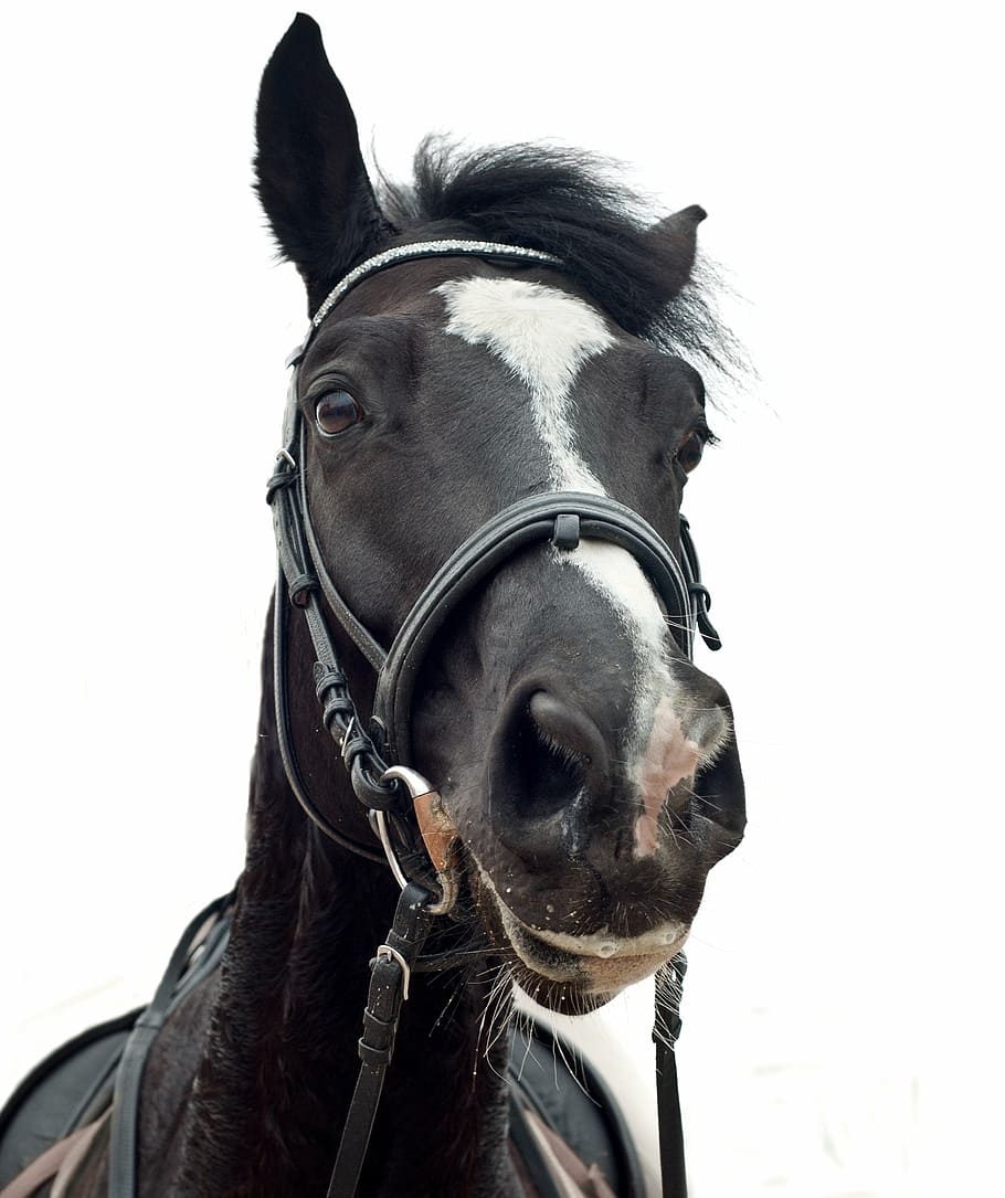 Foto de caballo negro, caballo, cabeza, retrato, fondo blanco, animales domésticos, brida, cabeza de animal, un animal, marrón