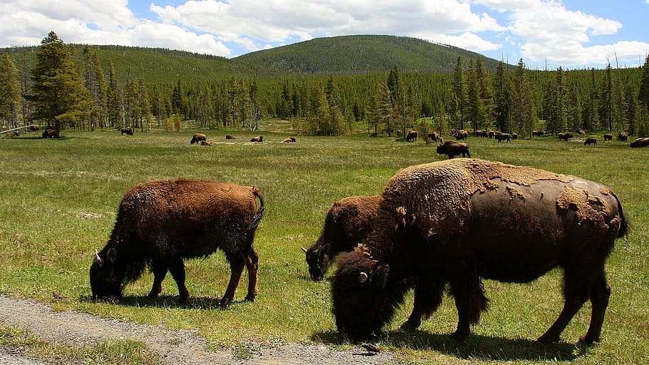 usa, buffalo, yellowstone national park, wild animal, american bison, buffalo herd, wilderness, nature, animal themes, animal