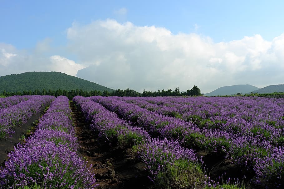 lavender, field, flowers, provence, nature, purple, hub, fragrance, garden, wildflower