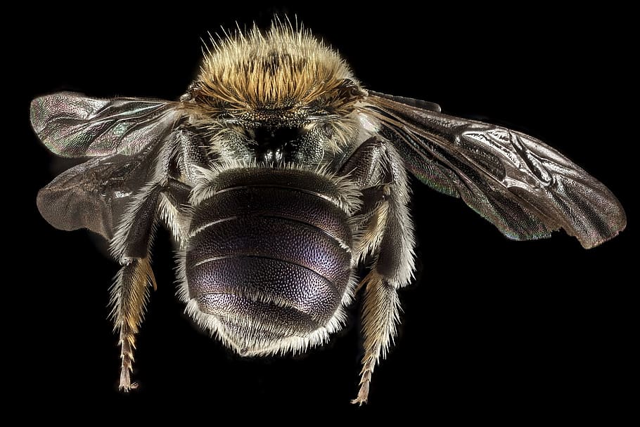 lebah kayu, fotografi close-up, lebah mason, makro, penyerbuk, serangga, sayap, merapatkan, margasatwa, serbuk sari