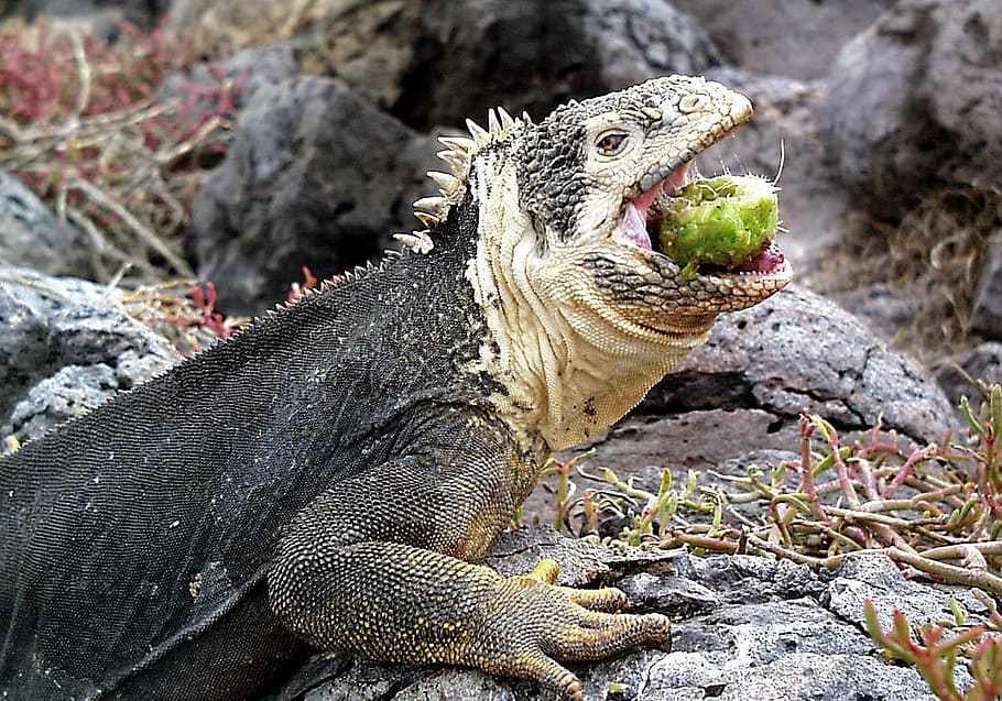 iguana, galapagos, lizard, ecuador, animal, reptile, feeding, nature, wildlife, dragon