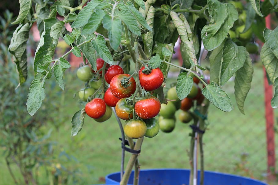 tomat, tanaman, kebun, sayuran, makanan, insektisida, bahan kimia, buah, makanan dan minuman, makan sehat