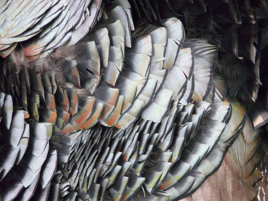 plumage, turkey, wild turkey, feather, shimmer, metallic, high angle view, animal, day, large group of objects