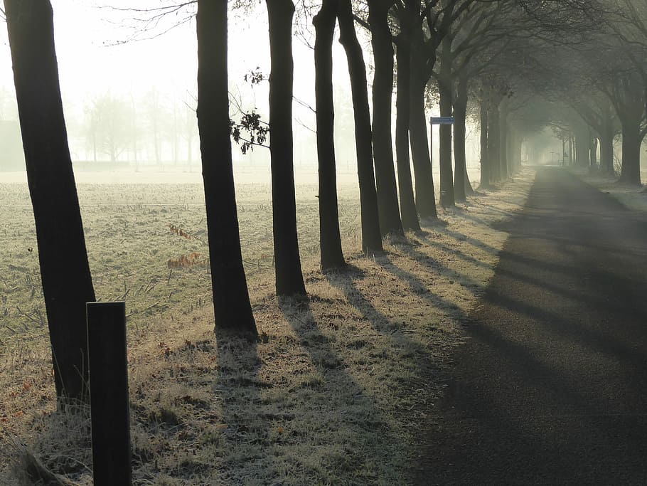 Row, Trees, Repetition, Sunrise, Cold, row of trees, winter, morning, nature, holland