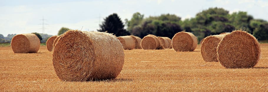 hay lot, daytime, straw role, harvest, straw, agriculture, round bales, field, stubble, cereals