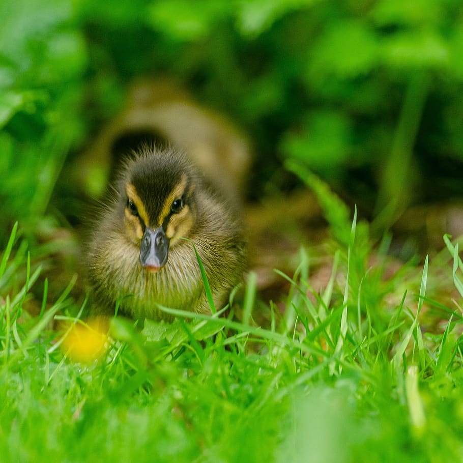 duckling, duck, baby, cute, bird, young, grass, animal themes, animal, one animal
