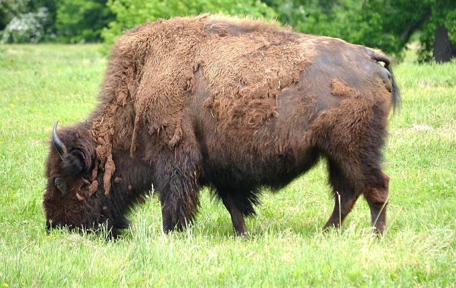 buffalo, animal, bison, mammal, prairie, nature, american, animal themes, animal wildlife, animals in the wild