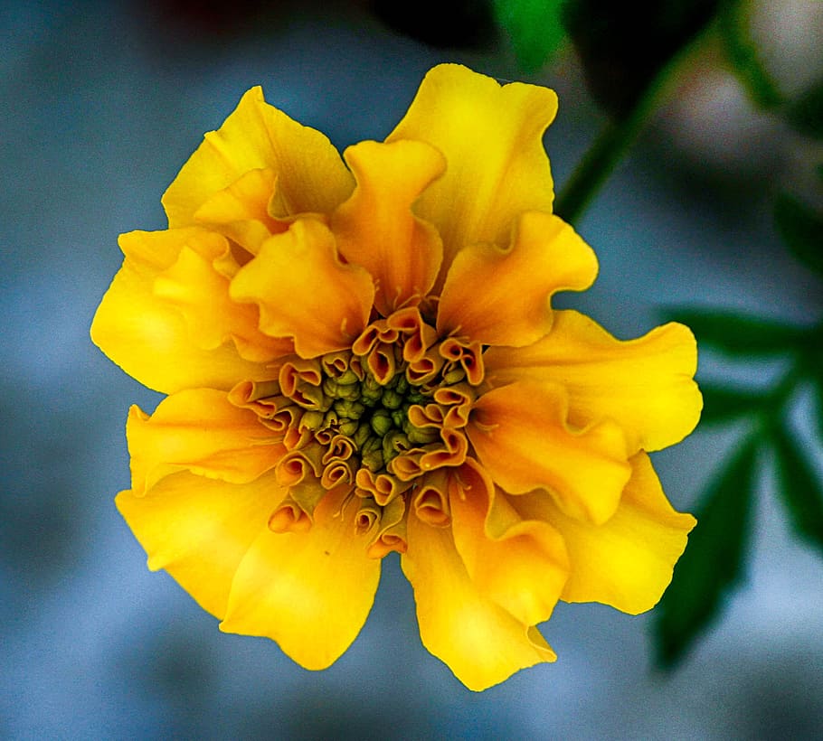 selectivo, foto de enfoque, amarillo, flor de pétalos, caléndula, flor amarilla, flor, fragante, verano, anual