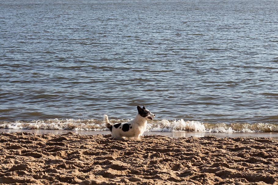 犬, ビーチ, ウェールズコーギー, ワンちゃん, 小型犬, 休日, ペット, 砂, 海, ほとんどのビーチ