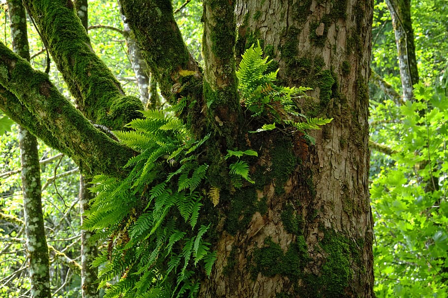 ivy, hutan, pohon, pertumbuhan, simbiosis, alam, pohon tua, log, mistis, tua