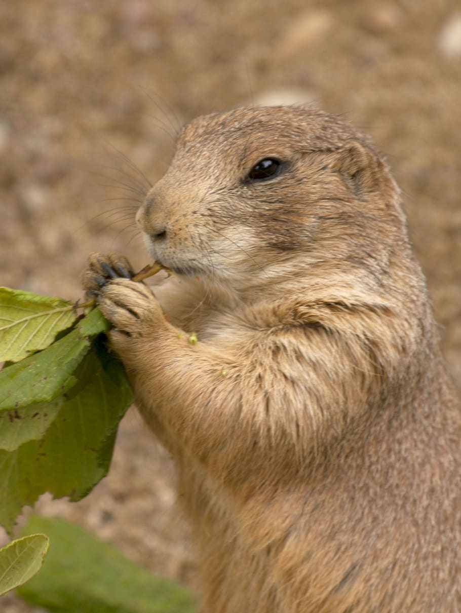 animal, zoo, gnaw, head, animal wildlife, one animal, mammal, animals