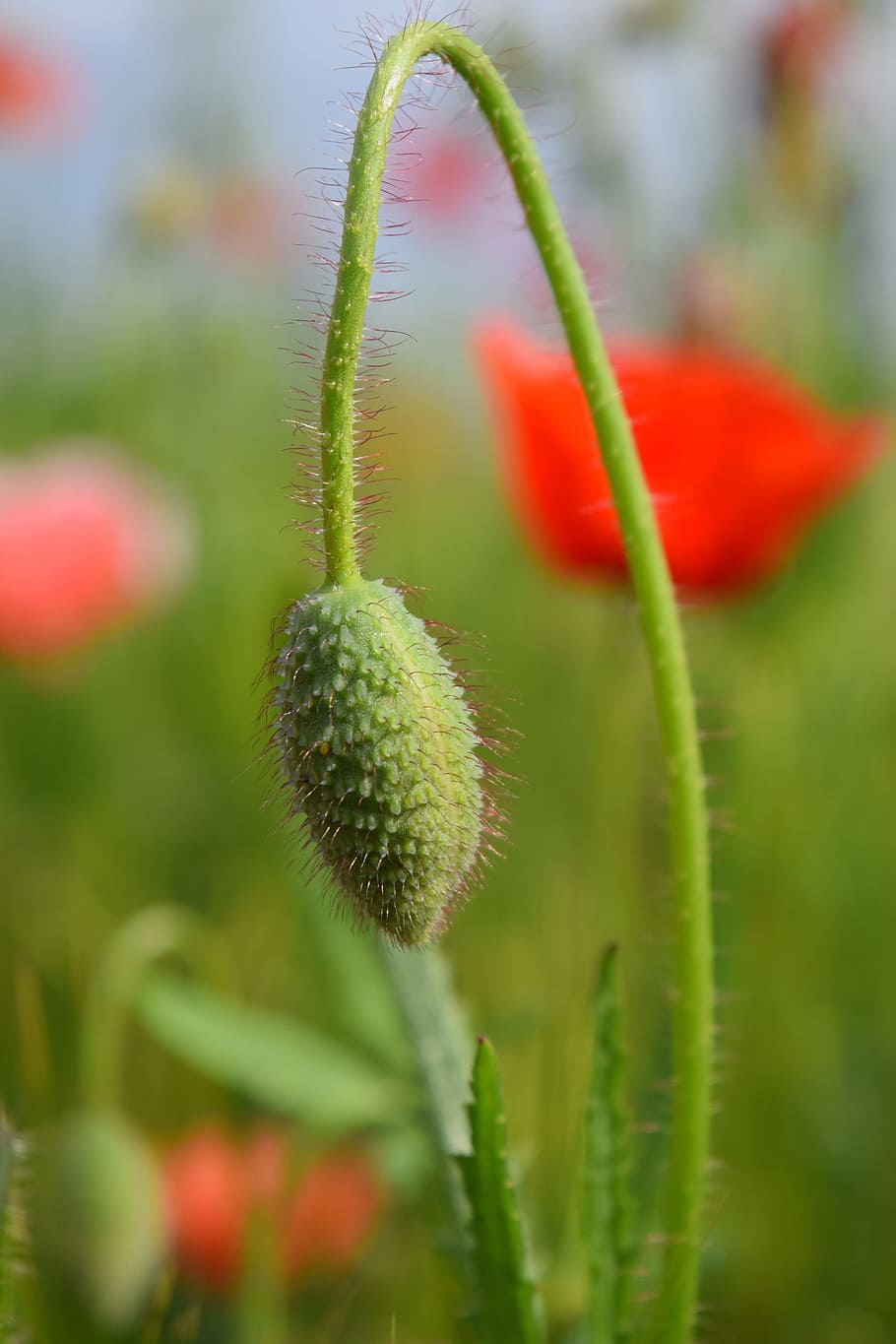 Poppy, klatschmohn, red, field of poppies, nature, bud, meadow, growth, plant, flower