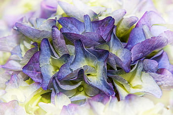 Page 4 - Royalty-free flowers hydrangeas blue photos free download - Pxfuel