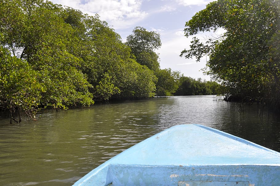 barca, playa, bosque de manglar de agua en la república dominicana, barco, costa, naturaleza, océano, tierra, verano, naufragio