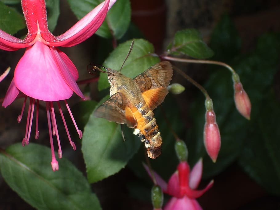 brown, hummingbird moth, hovering, pink, flower, close-up photography, hummingbird, hawk-moth, fuchsia, flowering plant