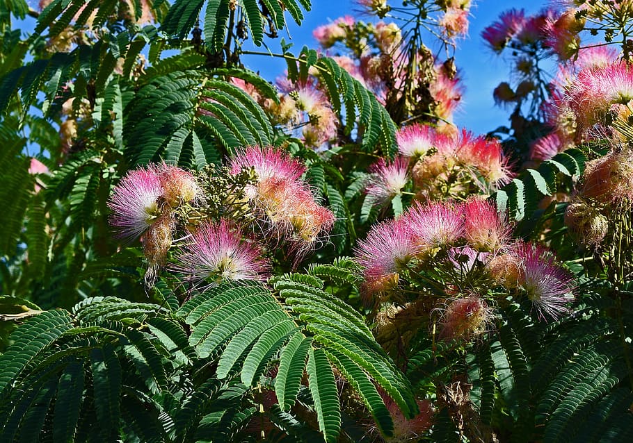 Red, Mimosa, Flower, Blossom, Bloom, red mimosa, plant, tree, summer, nature