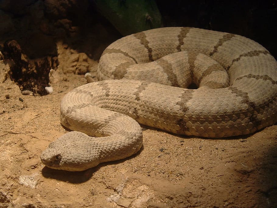 Rock Rattlesnake, Viper, rattlesnake, reptile, venomous, dangerous, scales, serpent, slither, pit