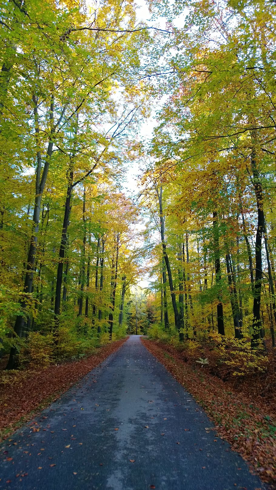 Otoño, paisaje, bosque, lejos, camino forestal, camino, hojas, colorido, estado de ánimo, Alemania