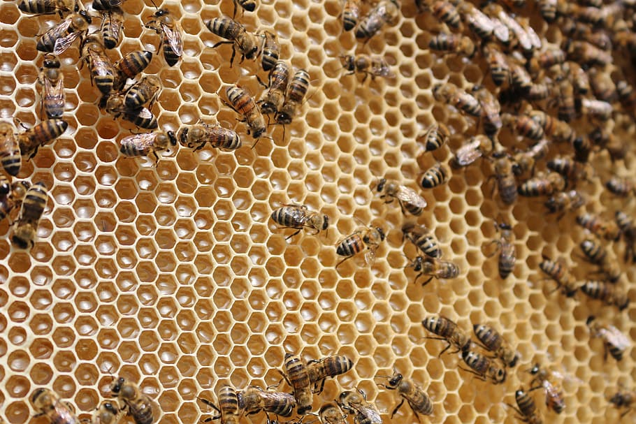 Beehive, Bees, Insects, Collects, Nectar, collects nectar, honeycomb, bee, apiculture, honey bee