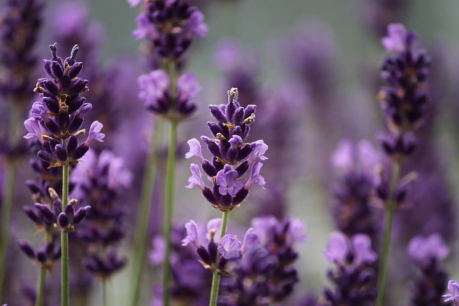 selective, focus photography, lavender, flowers, violet, close, nature, lavender flowers, purple, summer