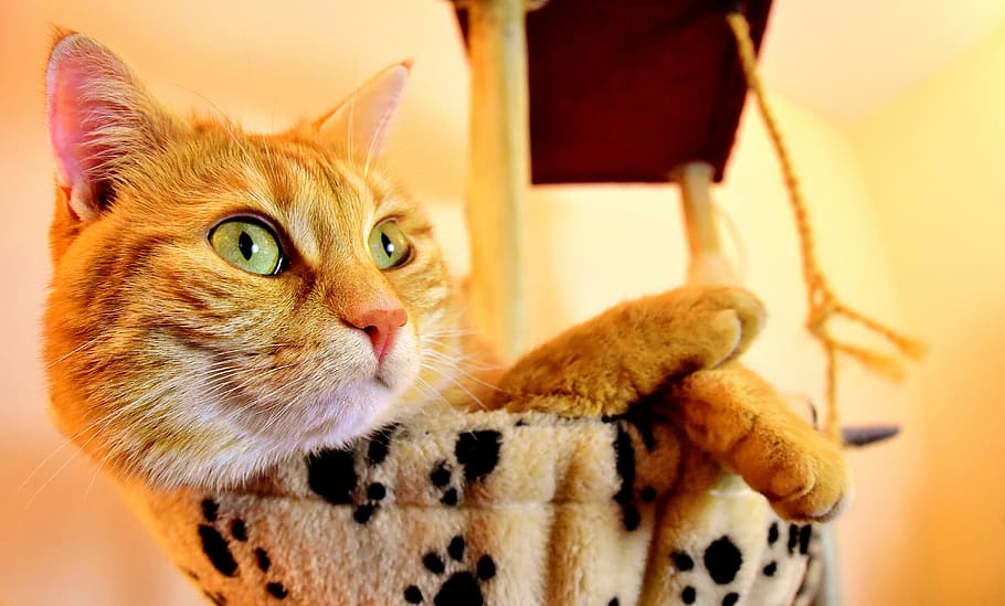 kucing kucing oranye, kucing, merah, imut, tenggiri, harimau, manis, suka diemong, hewan, kucing domestik