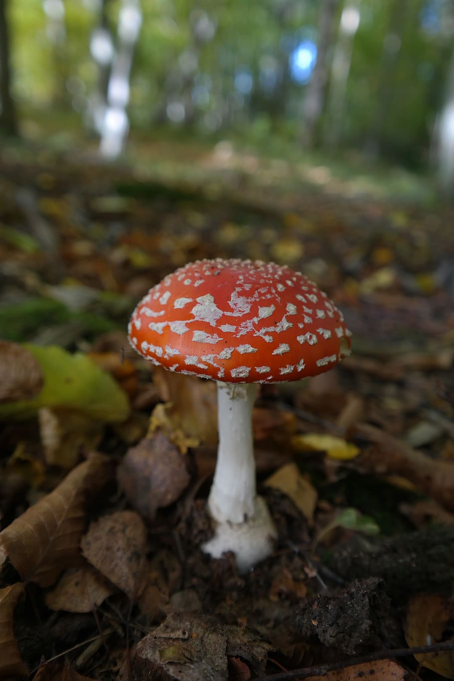 red, white, mushroom, white mushroom, fly agaric, symbol of good luck, lucky guy, red fly agaric mushroom, white dots, forest